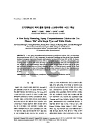 조기개화성의 백색 홑꽃 절화용 스프레이국화 ‘비즈’ 육성 (A New Early Flowering, Spray Chrysanthemum Cultivar for Cut Flower, ‘Biz’ with Single T..